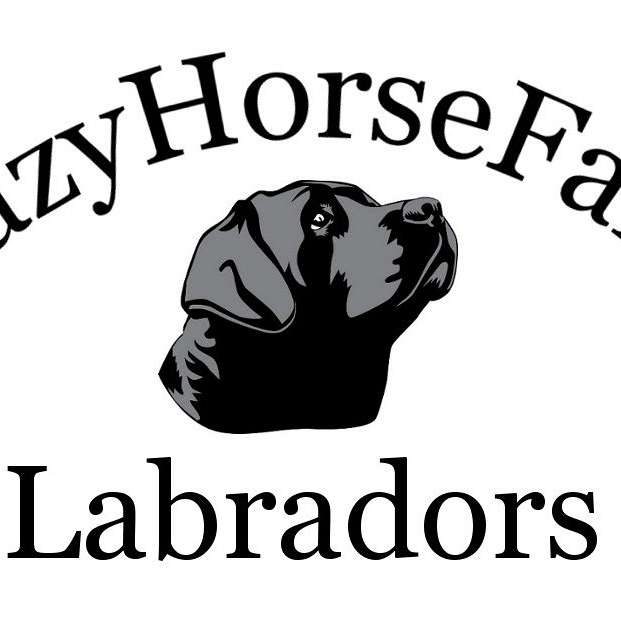 CrazyHorseFarm Labradors