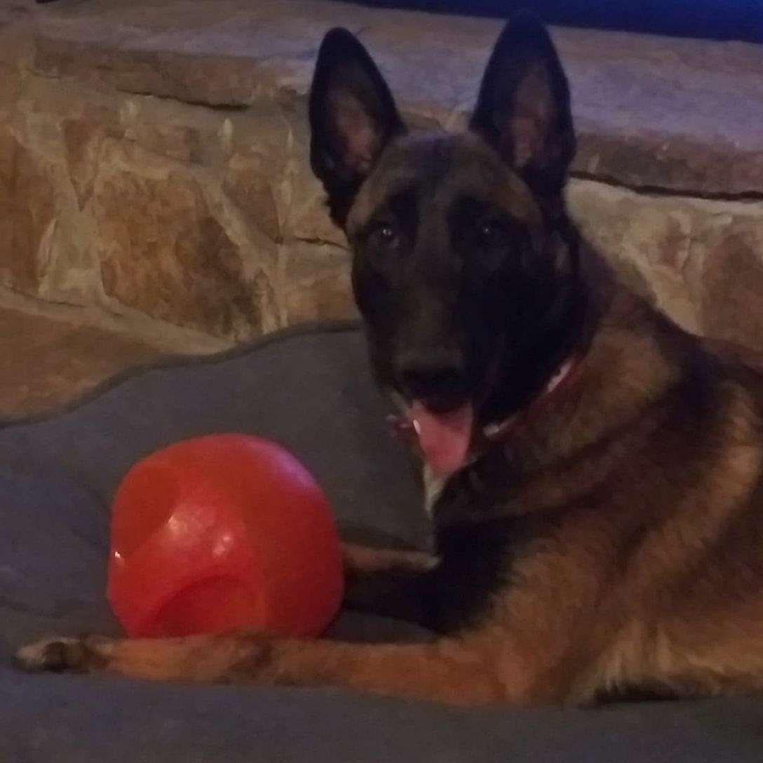 Hickory Ridge Belgian Malinois