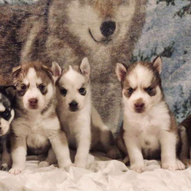 Tundra Storm Siberians