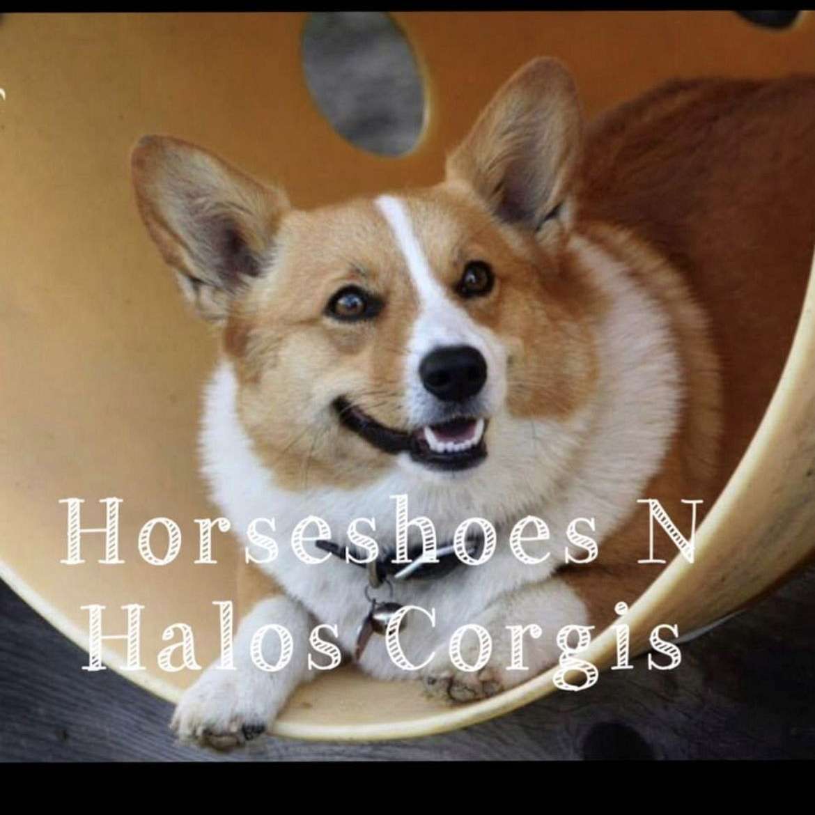 Horseshoes N Halos Corgis