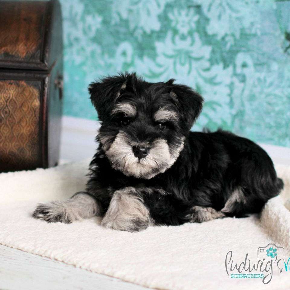 Ludwigs Mini Schnauzers