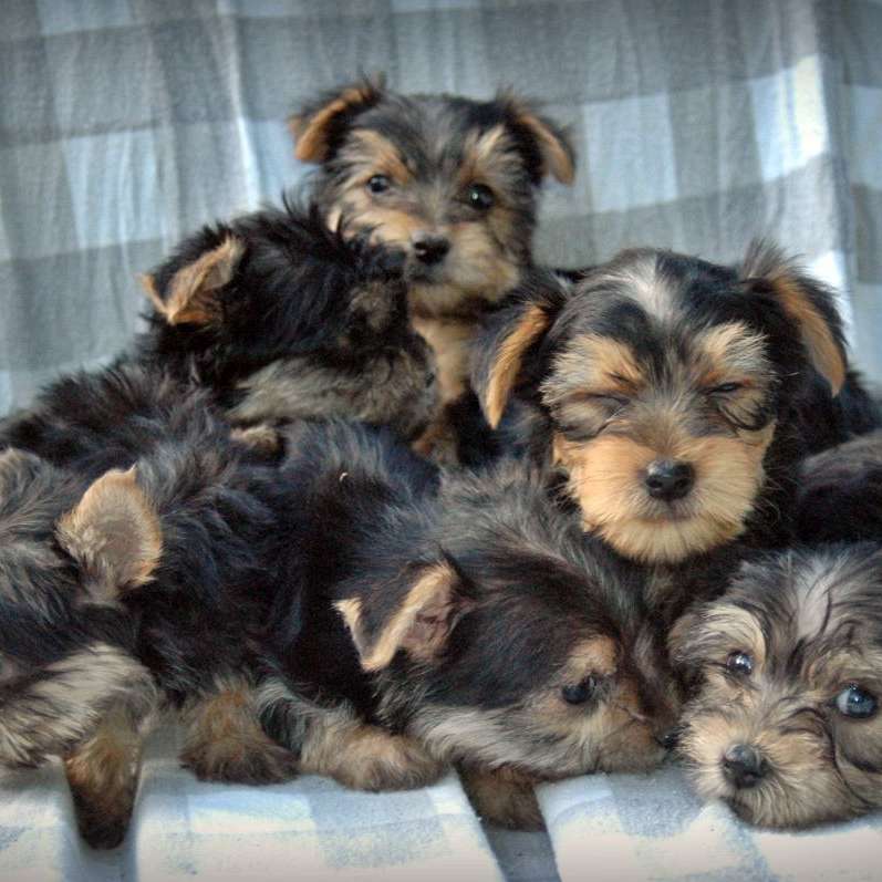 Lightning Pup Kennels