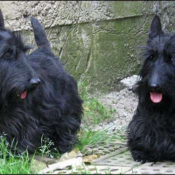 Schulte Scottish Terriers