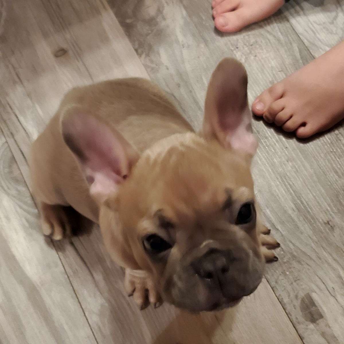 LGFrenchie