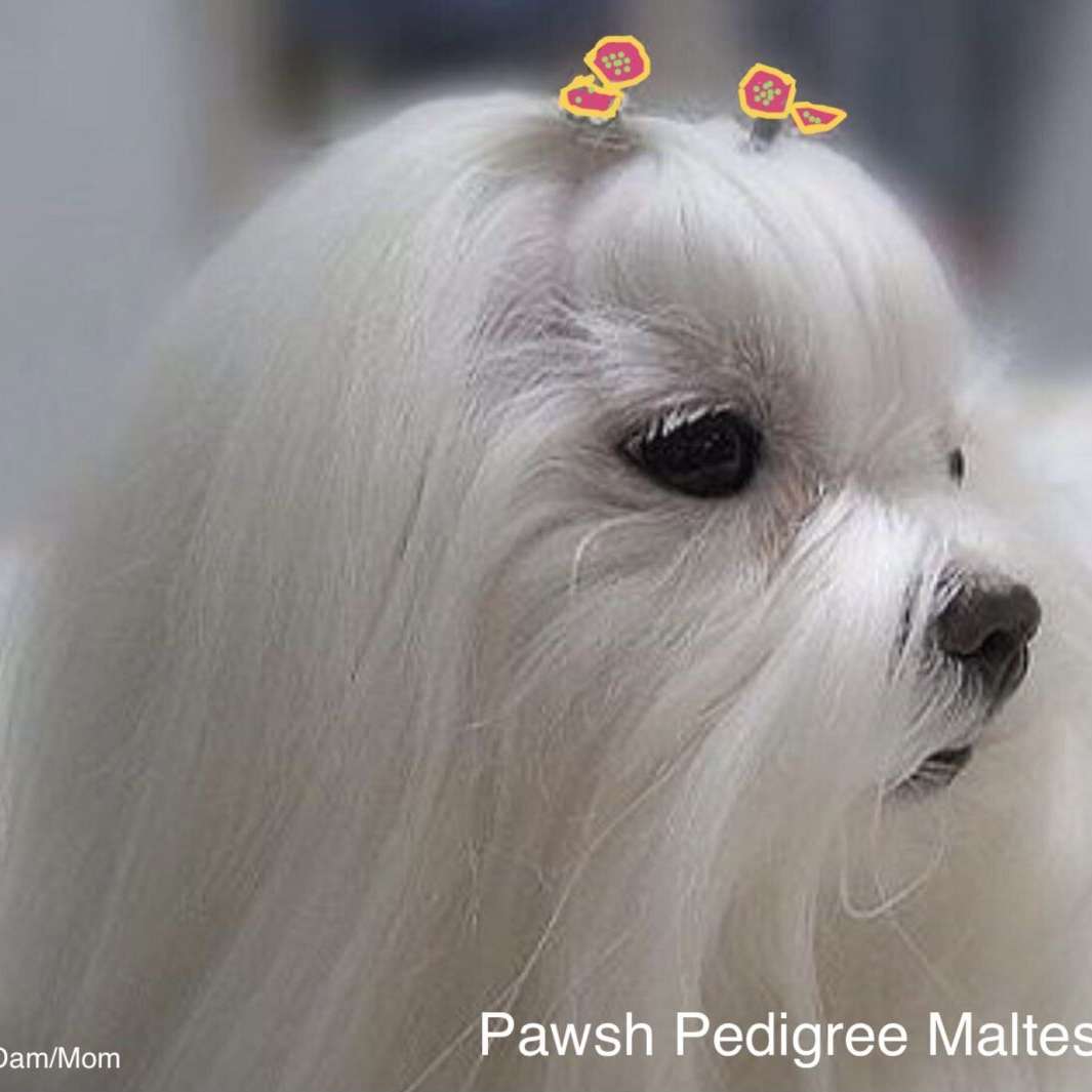 Pawsh Maltese