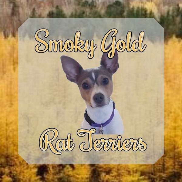 Smoky Gold Rat Terriers