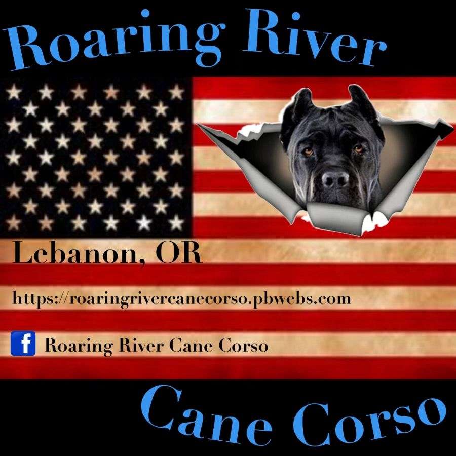 Roaring River cane Corso