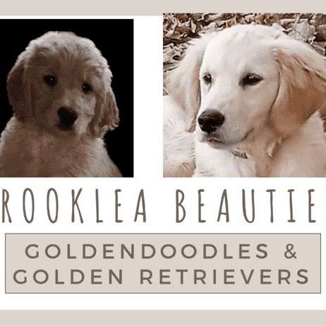 Brooklea Beauties