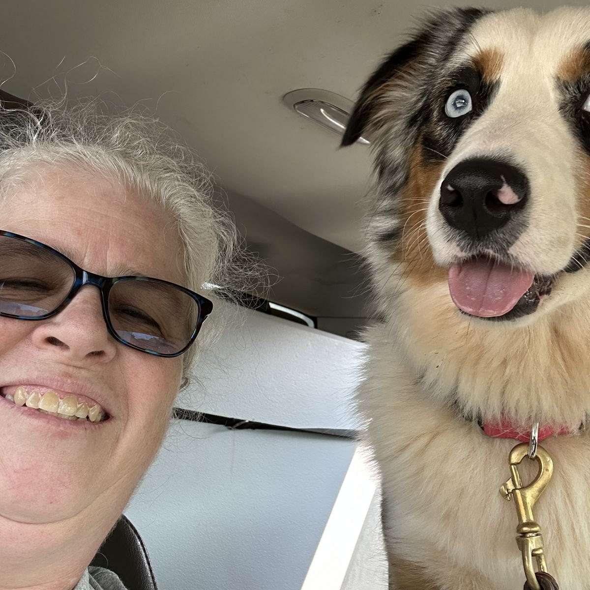 J and L Australian Shepherds