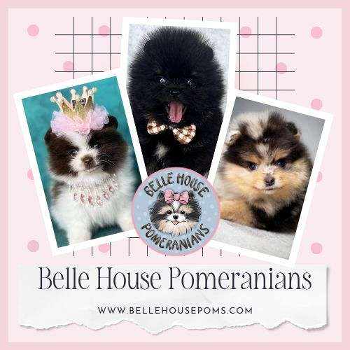 BelleHousePomeranians
