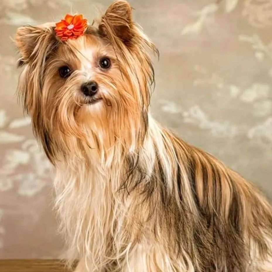 Cheryl's Tiny Yorkies