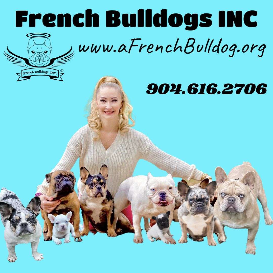 French Bulldogs INC