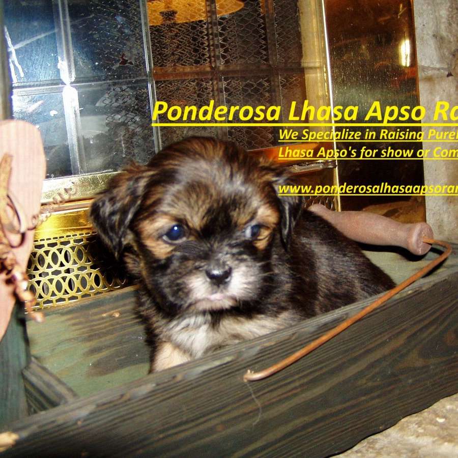 Ponderosa Lhasa Apso Ranch