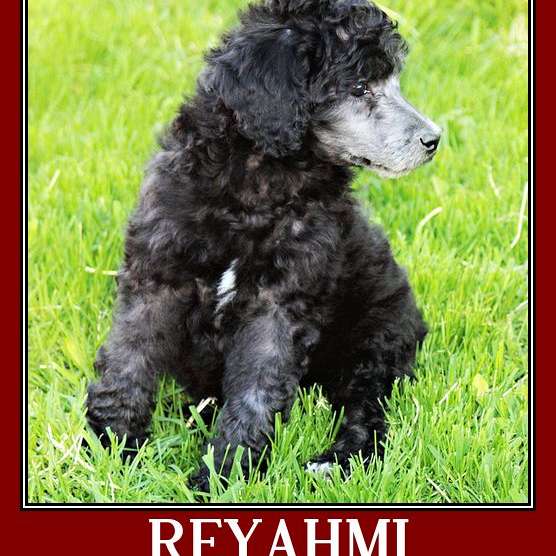 Reyahmi Standard Poodles