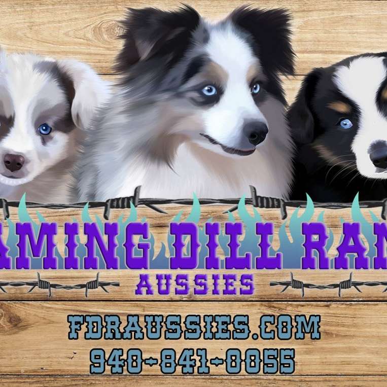 Flaming Dill Ranch Aussies