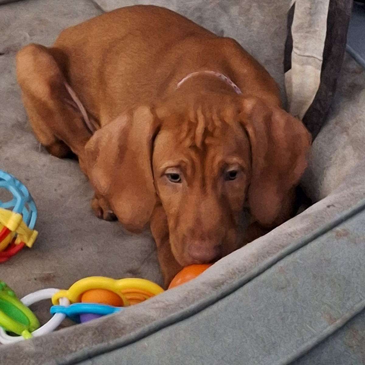 Char's  Vizslas