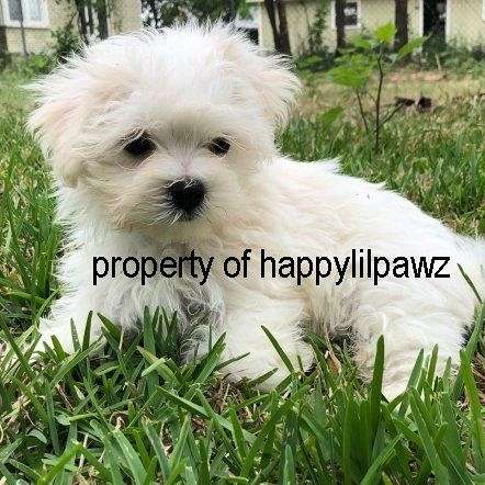 Happy LilPawz