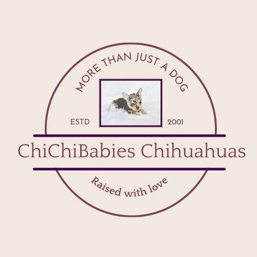 ChiChiBabies Chihuahuas