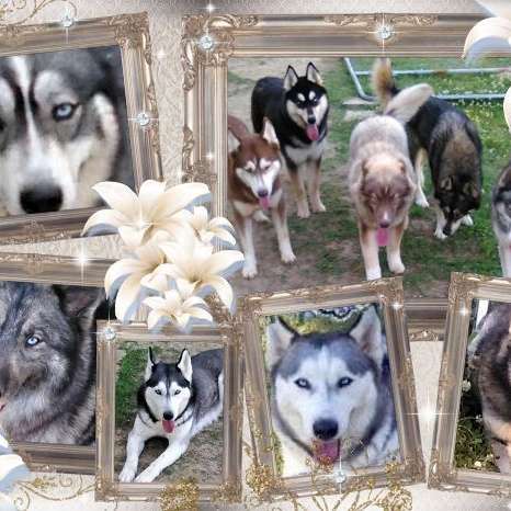 Blue Eyed Louisiana Huskies in the Ruff, LLC
