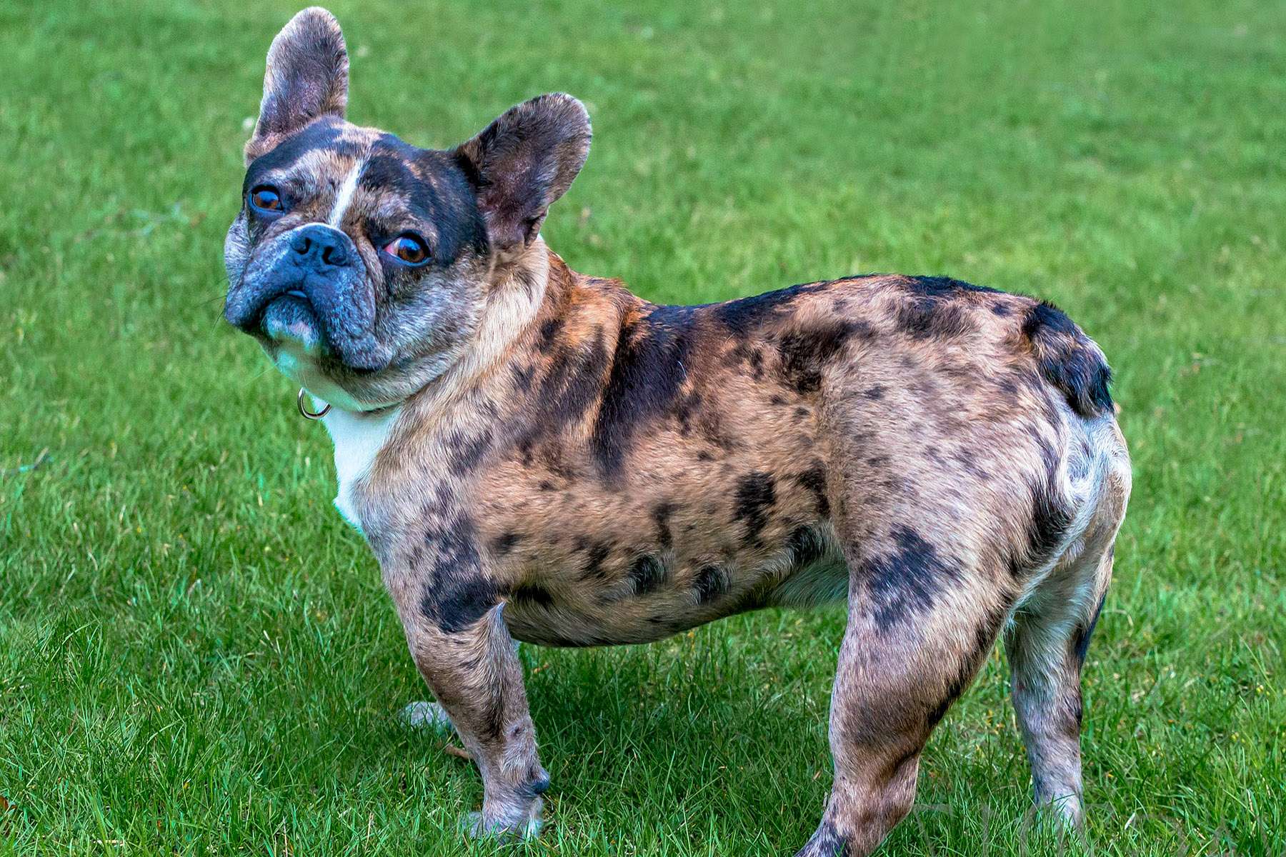 Brindle French Bulldogs