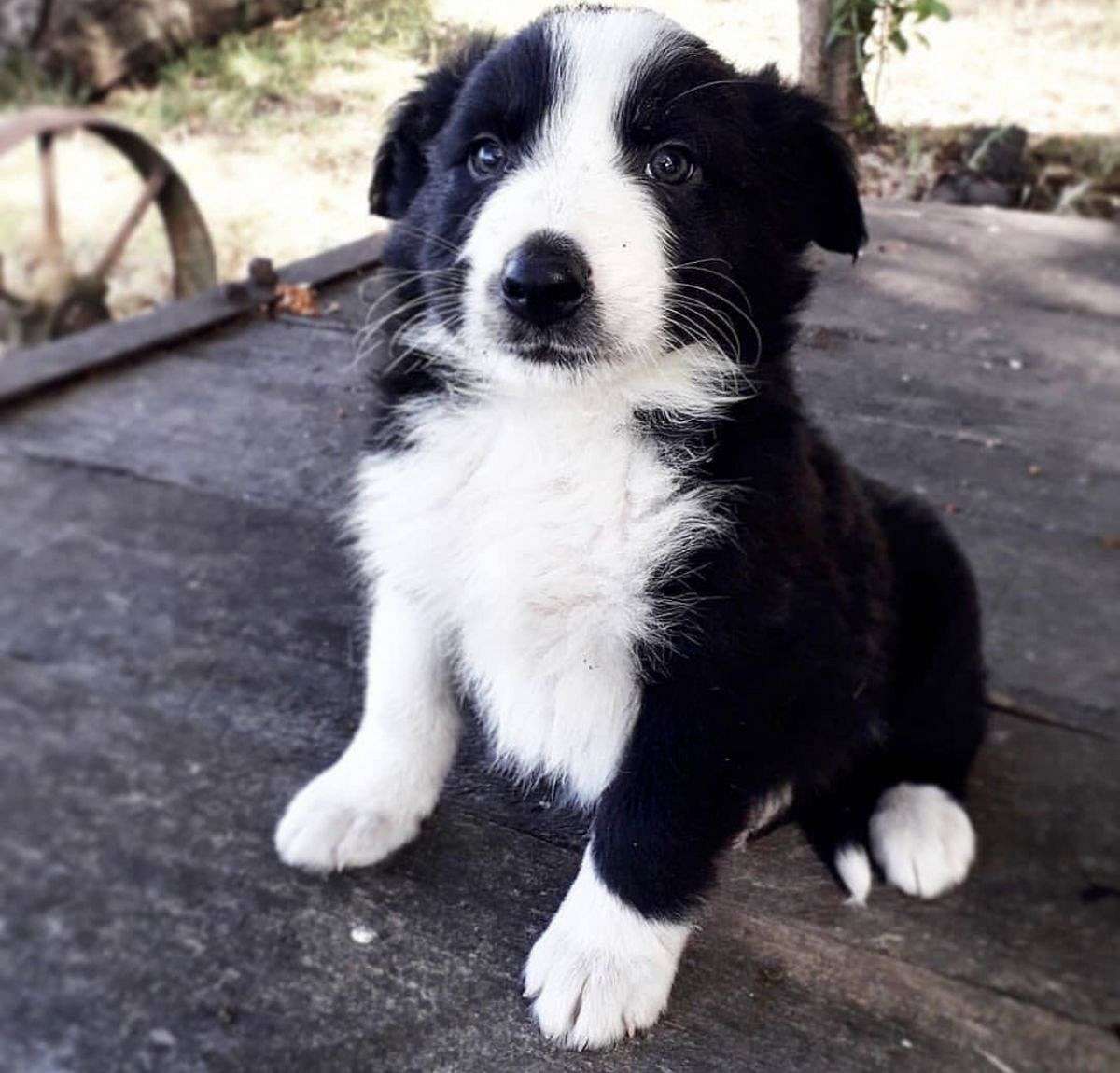 Border Collie Available Near me