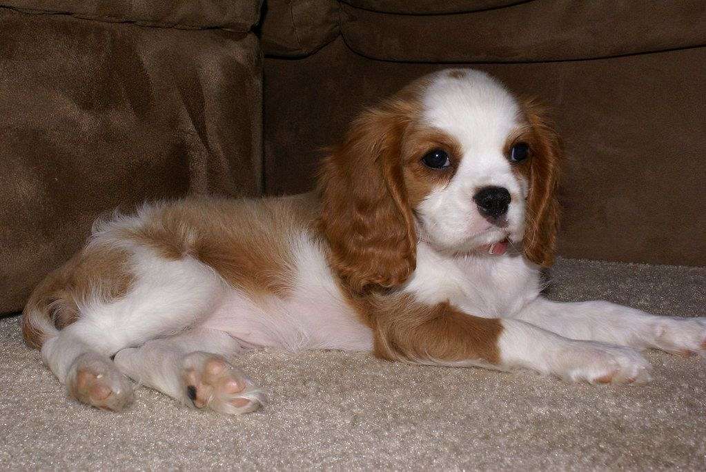 Friendly Cavalier King Charles Spaniel Available