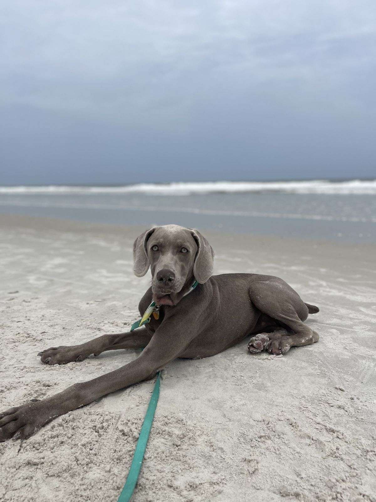 6-month-old-female-puppy