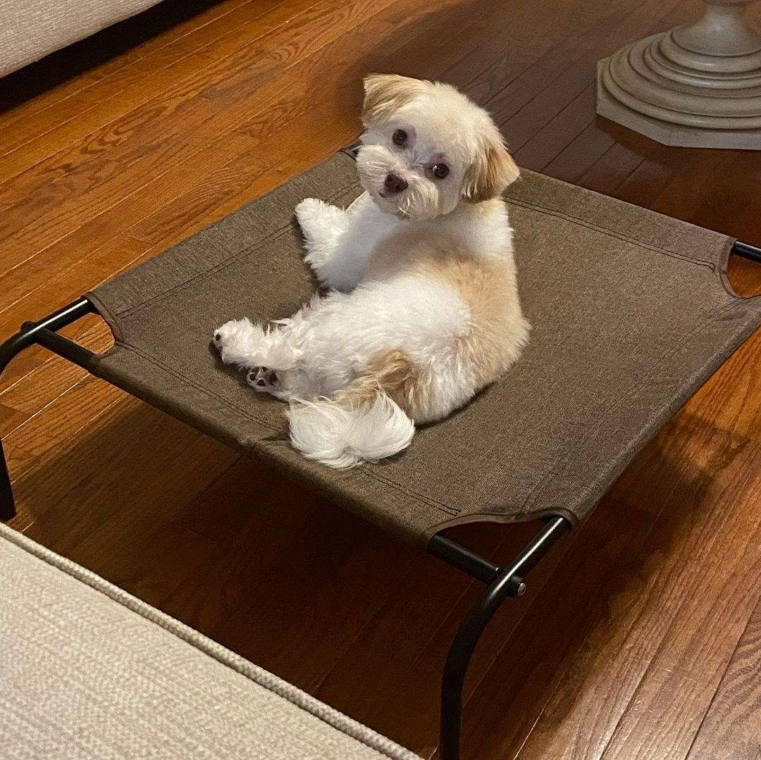 Unique Havanese Puppies Available now