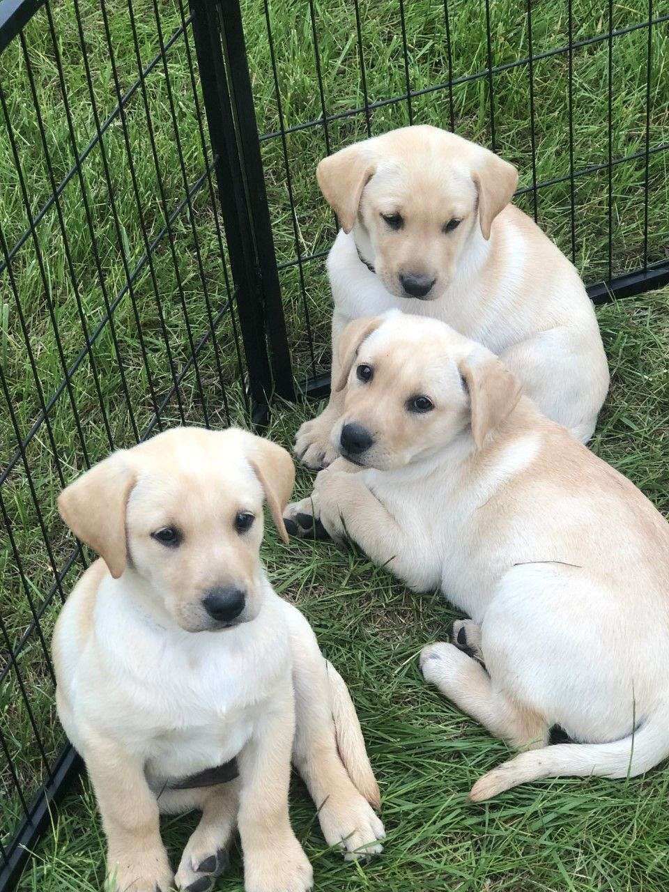 Yellow Lab Puppies For Sale