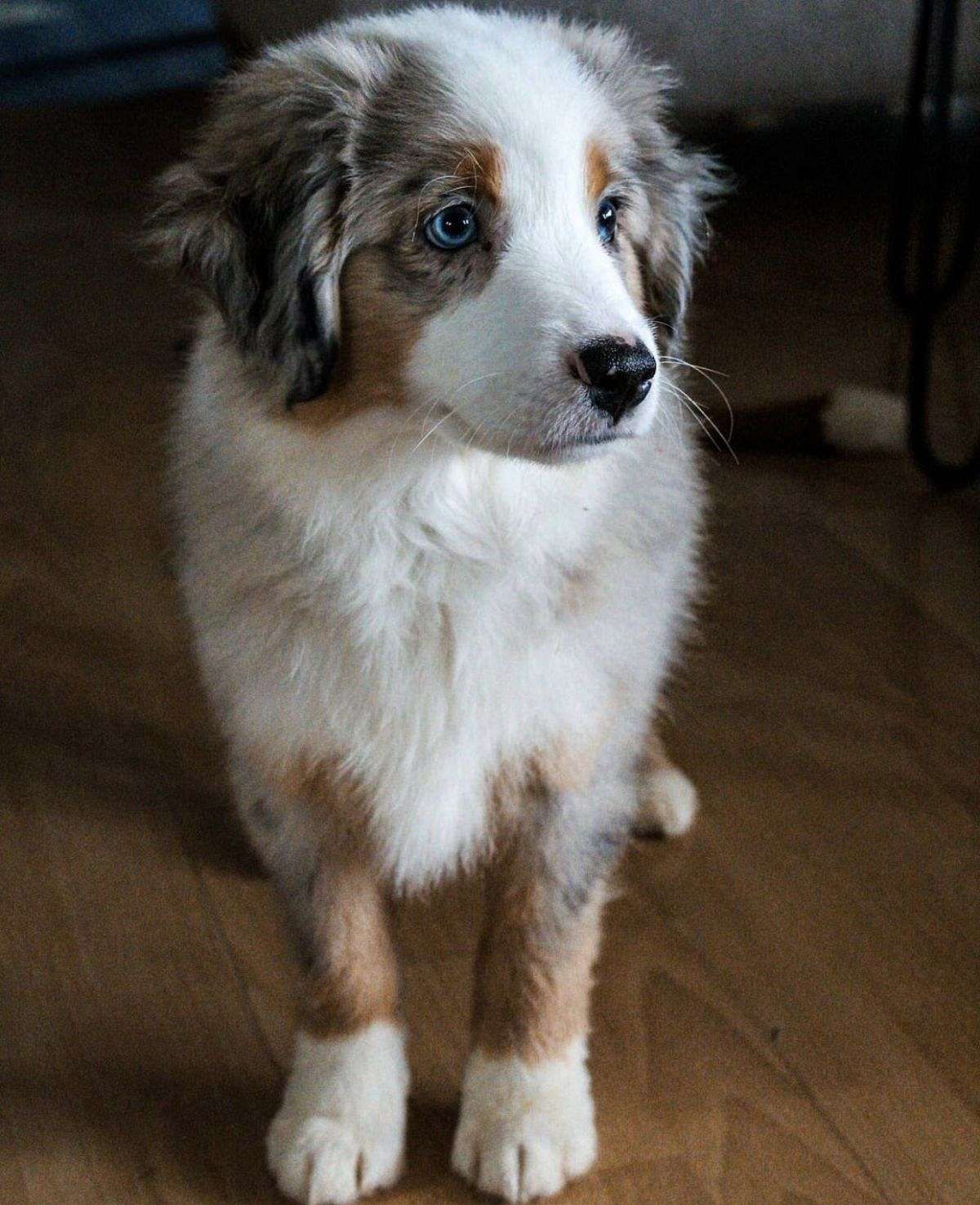 Mini Australian Shepard for sale