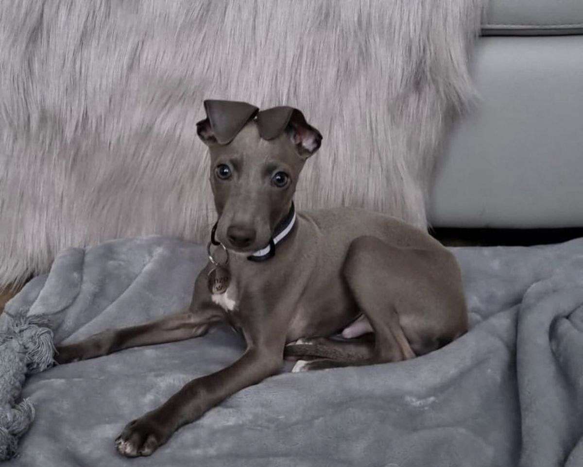 Italian Greyhound for sale Italian Greyhound for sale