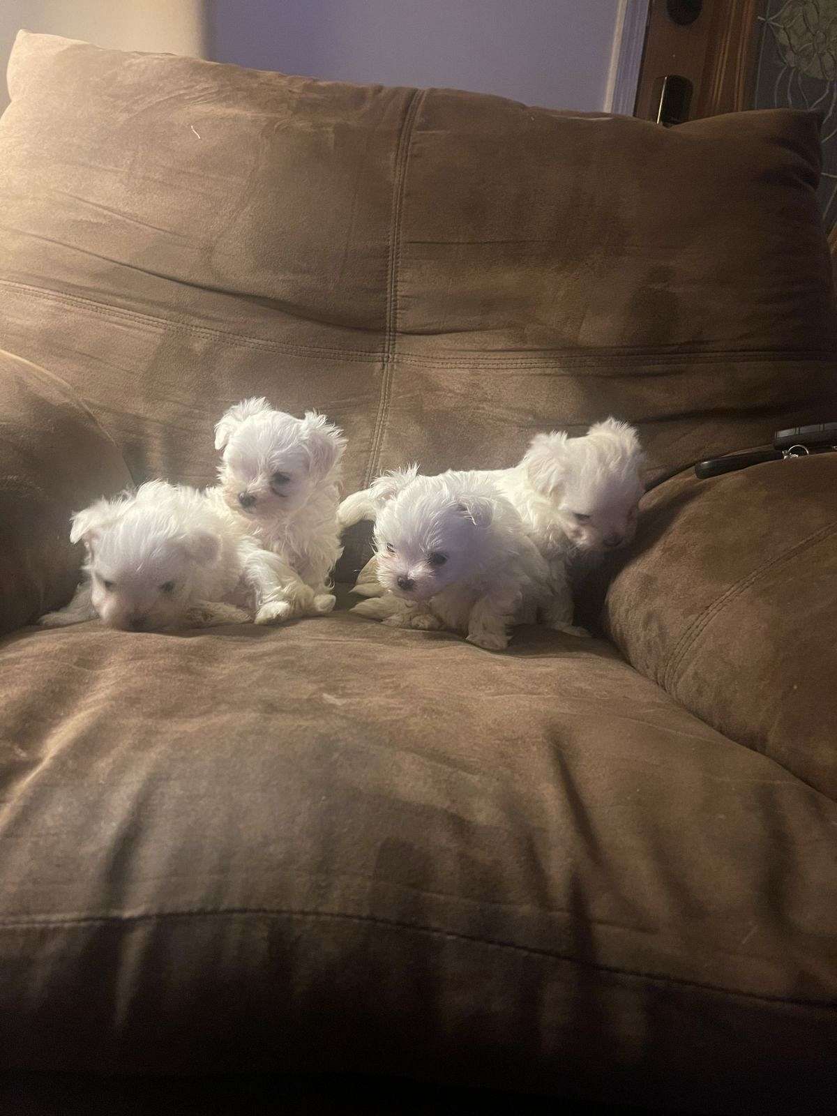 Micro teacup Maltese puppies [AKC & CKC purebred dual pedigree]