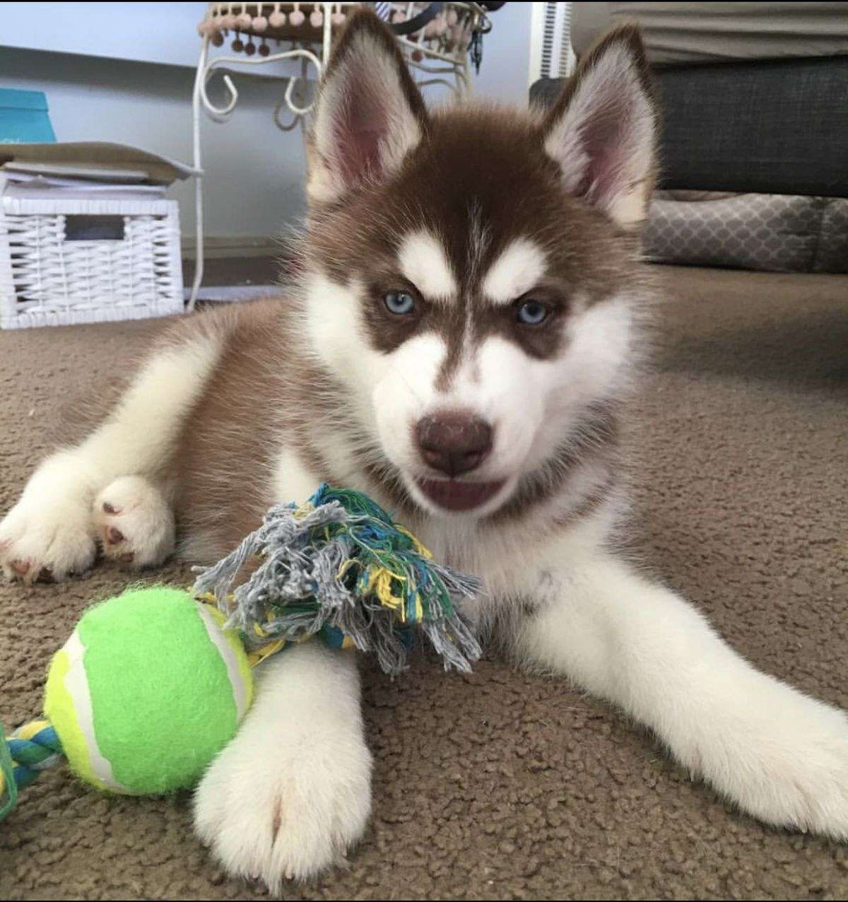 Lovely Siberian Husky puppies for Christmas