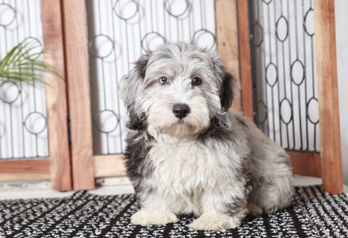 Sawyer Male Mini Aussie Poo