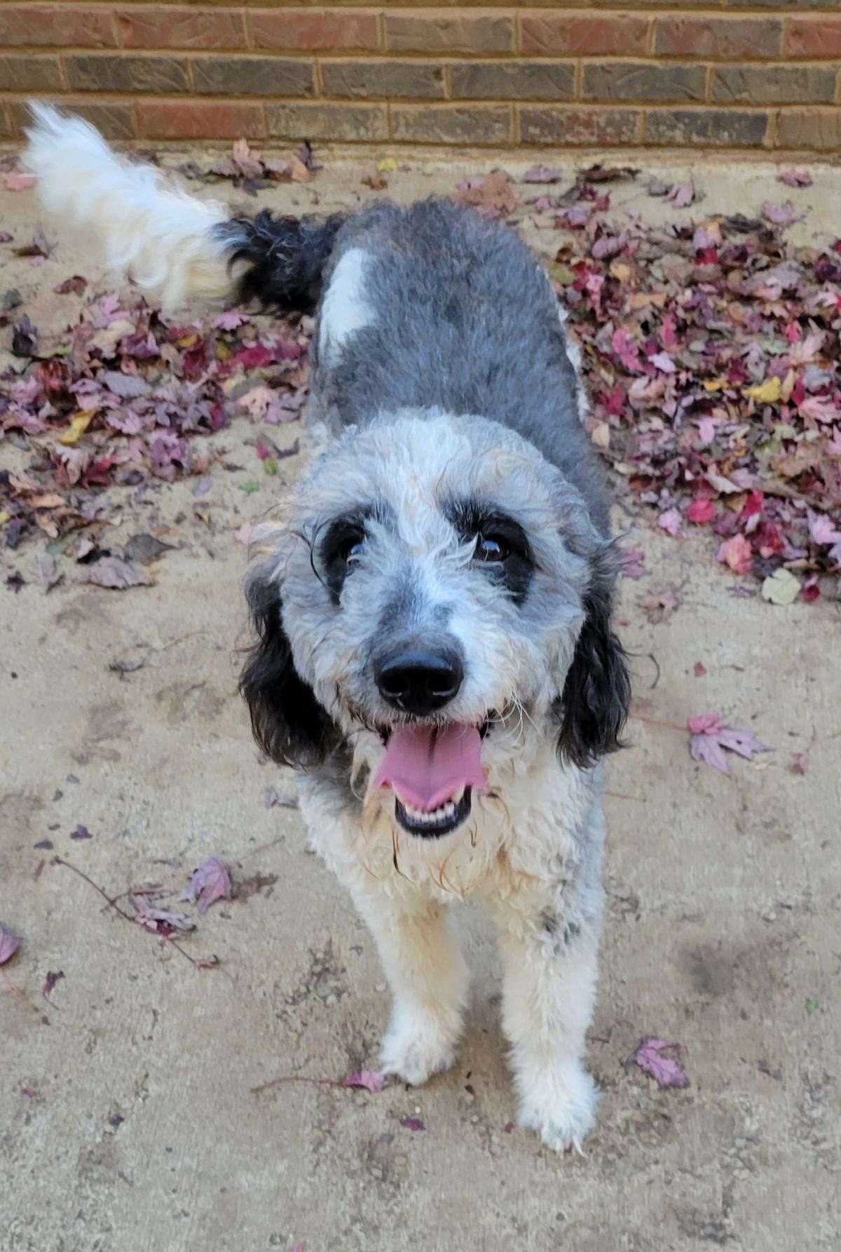 CKC F1b Aussiedoodle Black, Silver & White Parti