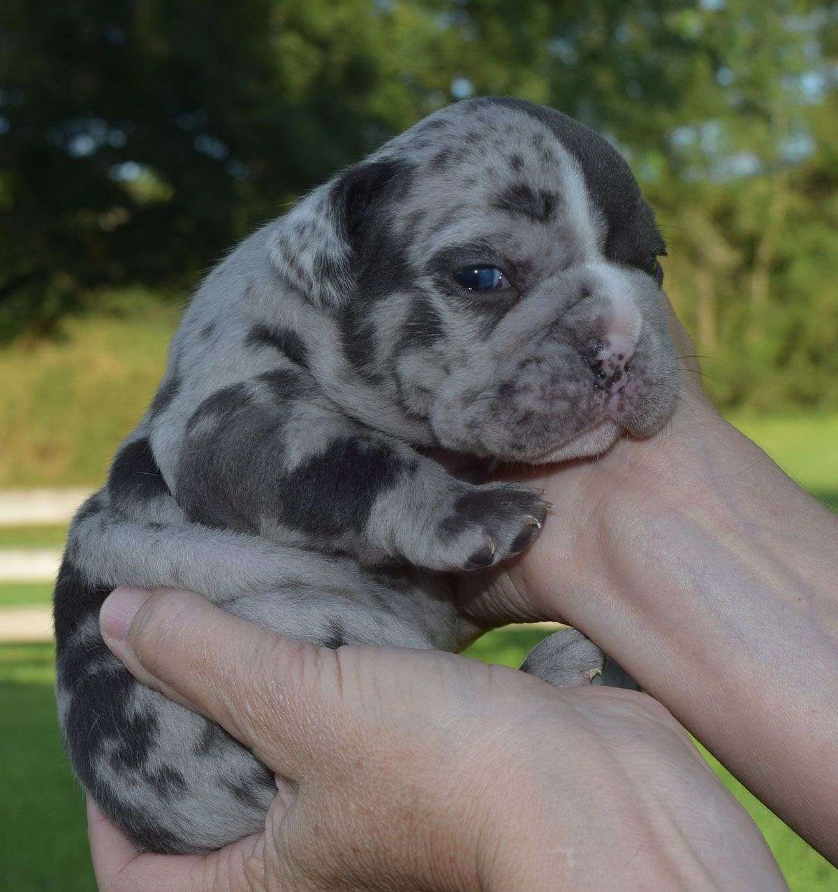 Old English Bulldog Puppy