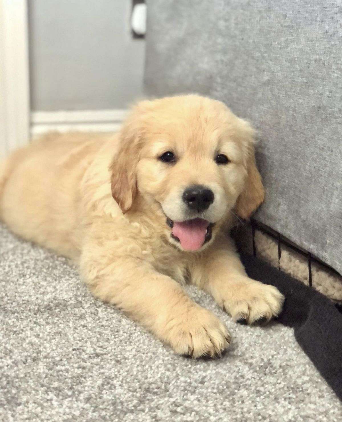 Beautiful Golden Retriever Puppies For Sale 