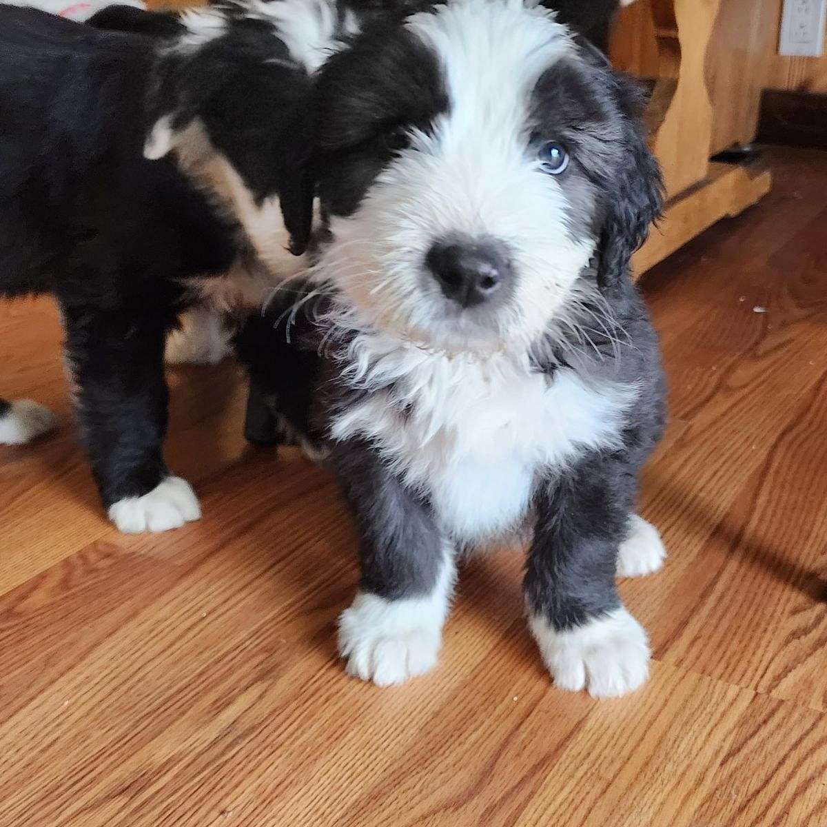 Old english sheepdog puppies