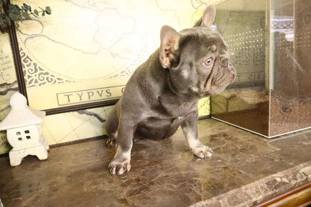 AKC French Bulldogs