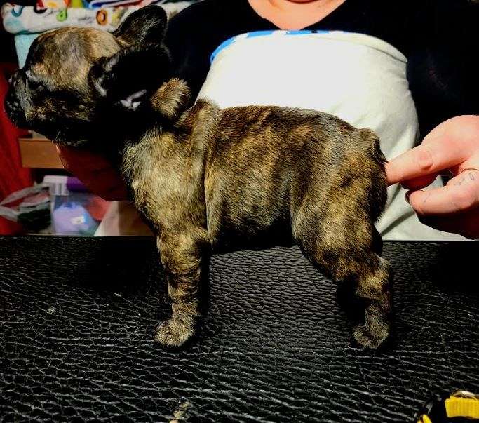 Quality French Bulldogs