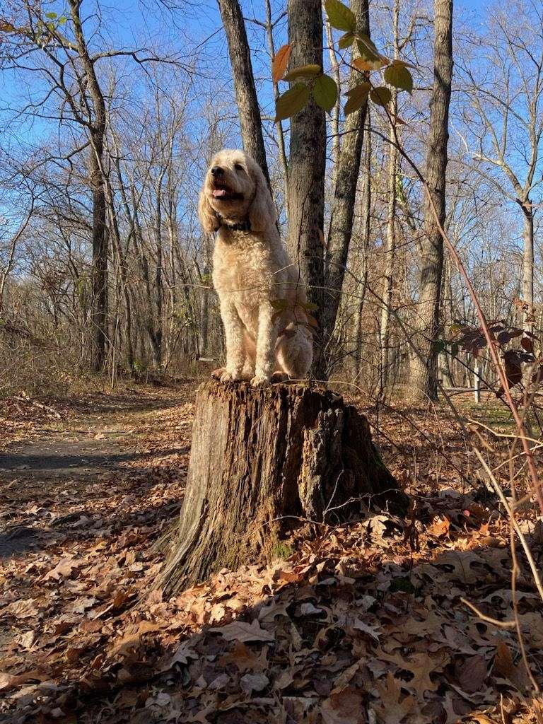 1 1/2 year old Sweet, Trained Goldendoodle