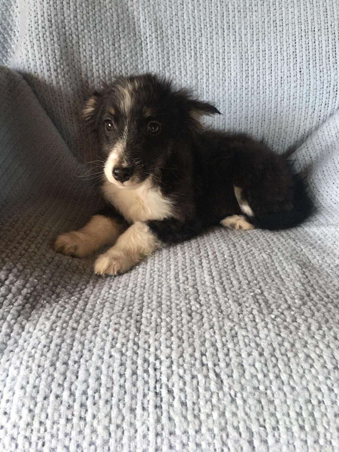 Australian Shepherd Puppy super cute