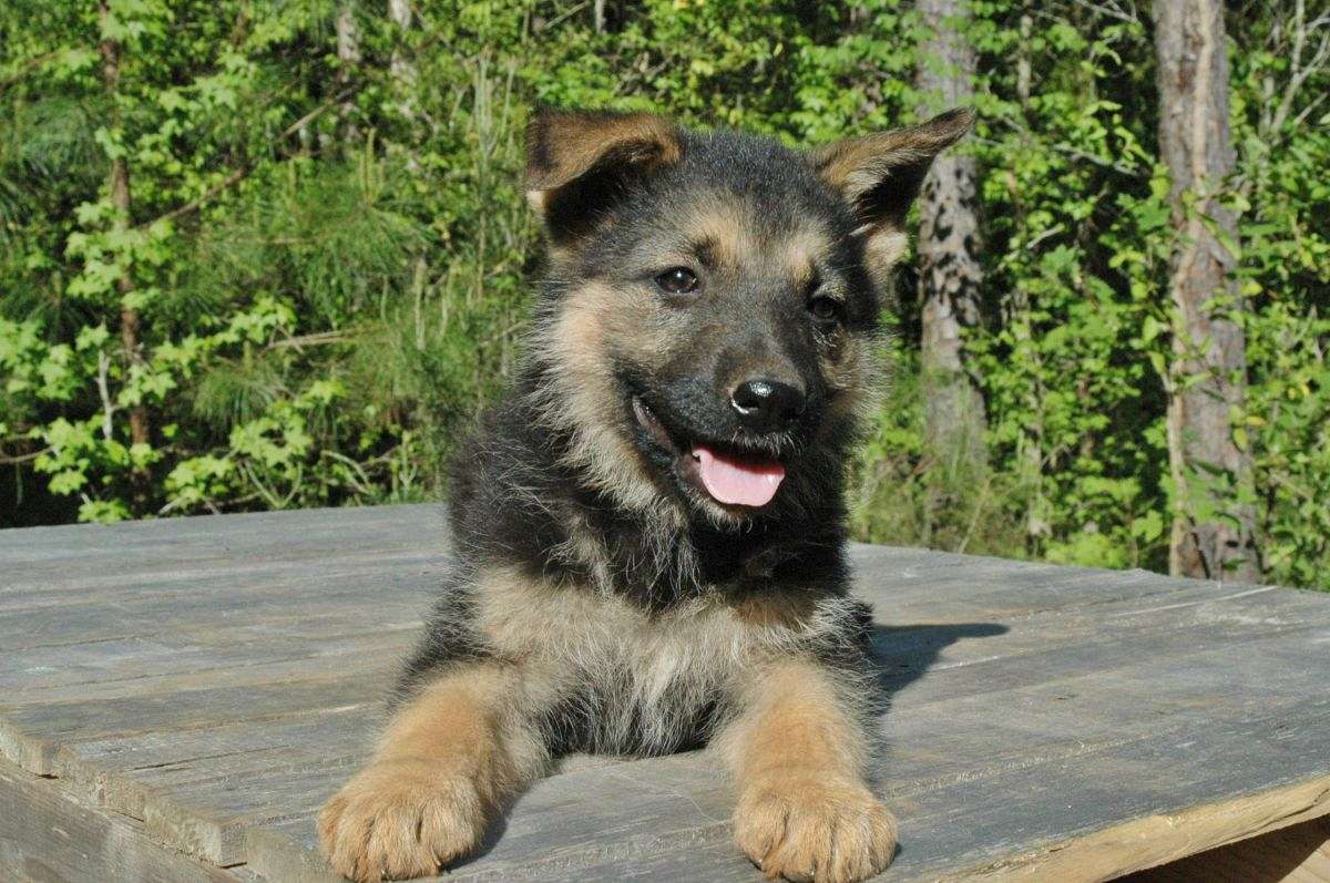 german-shepherd-female-6