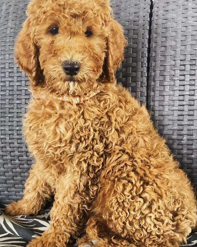 Older puppy Standard California Goldendoodle