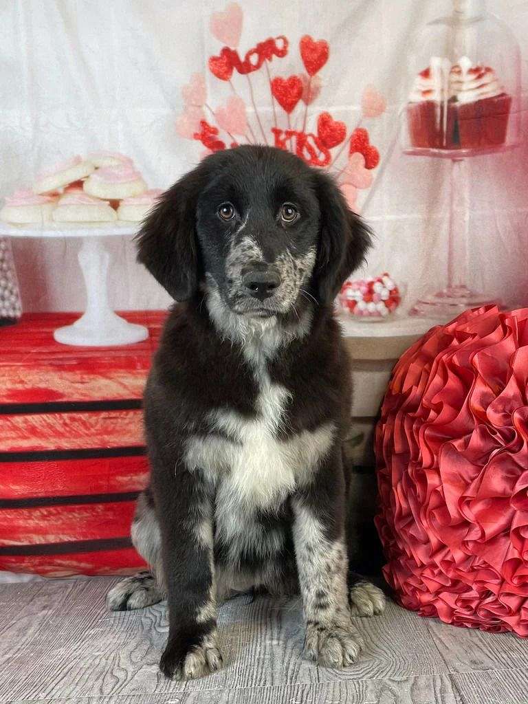 chloe-female-newfoundland-aussie-mix