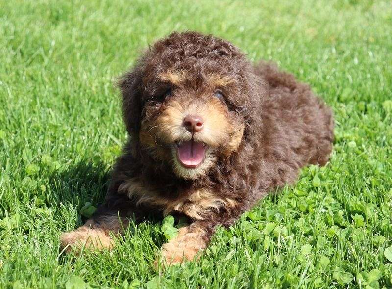 Melissa Female Toy Poodle