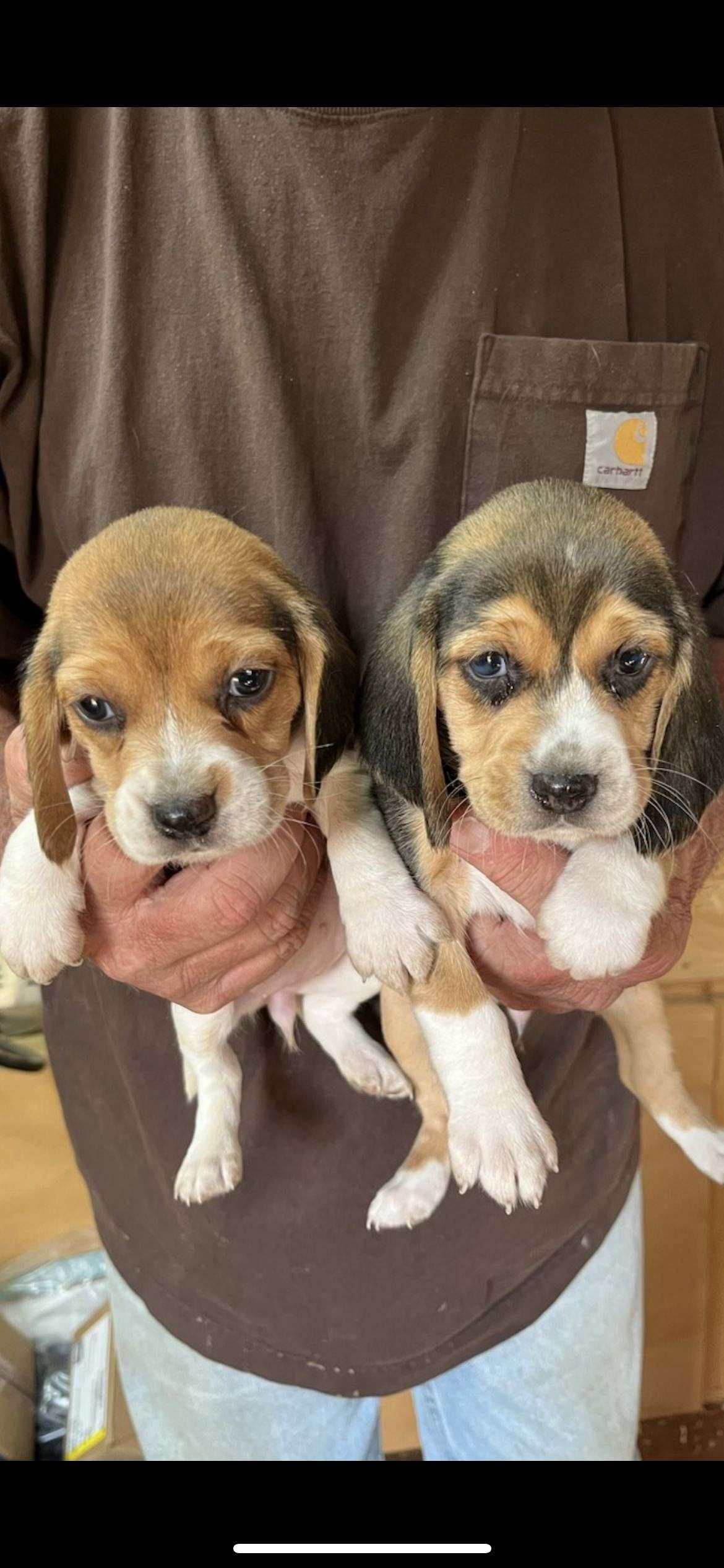 Beagle Puppies