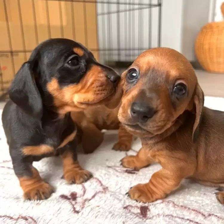 Beautiful Dachshund puppies