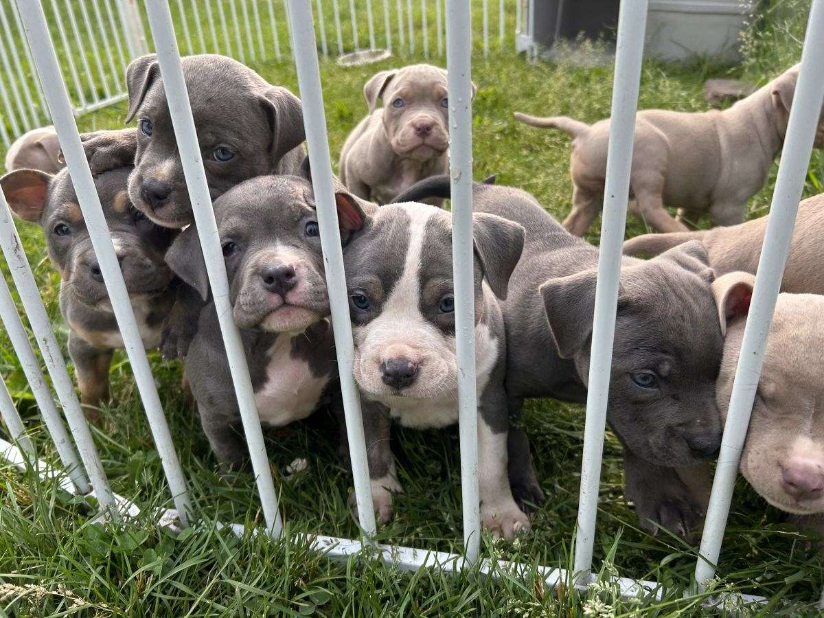 Abkc Exotic Extreme Pocket American Bully Puppies