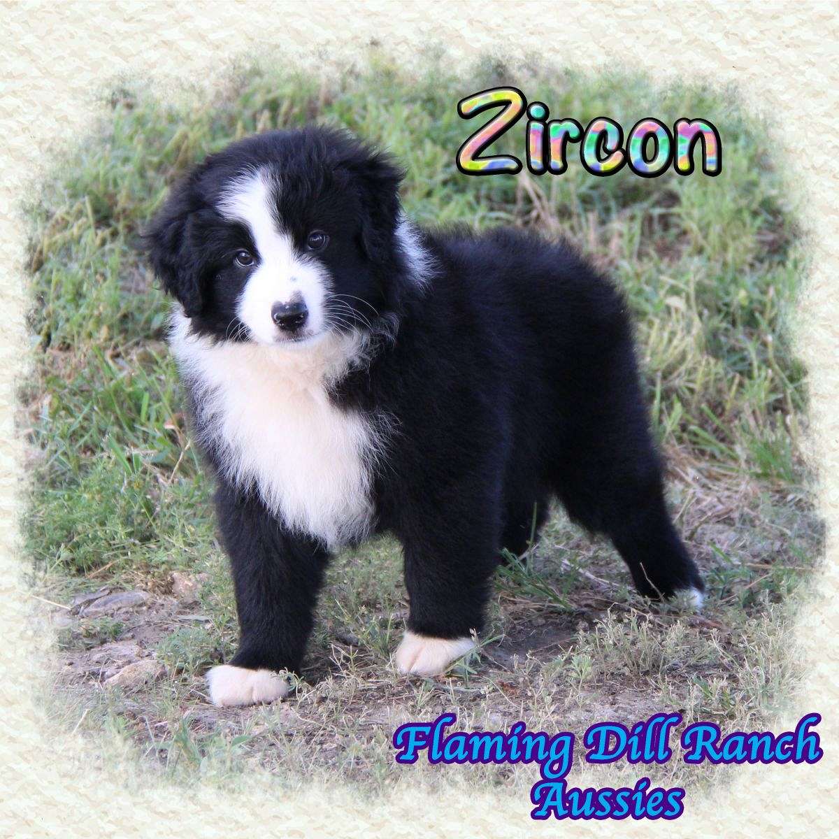 Zircon - Mini Black Bi Male Aussie Puppy